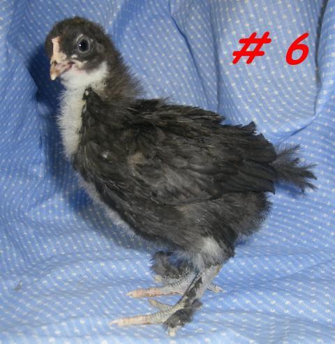 31282_chick6a.jpg