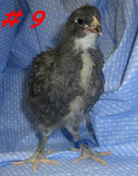 31282_chick9c.jpg