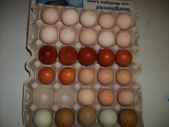 jersey giant eggs