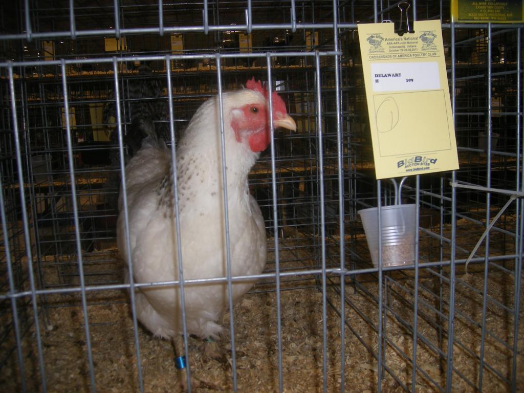 31282_crossroads2011a010.jpg