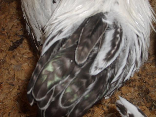 31282_del_tails_grp_2_002.jpg
