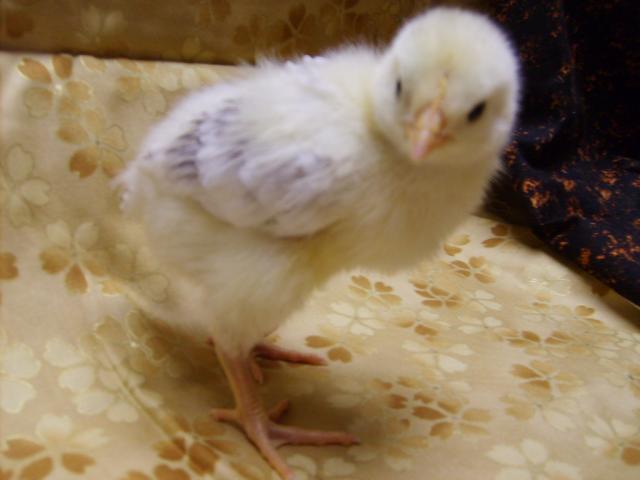 31282_delawares_11-16-09_age_10_days_004.jpg