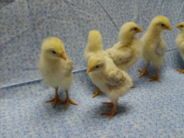 31282_delawares_11-23-09_at_17_days_old_012.jpg