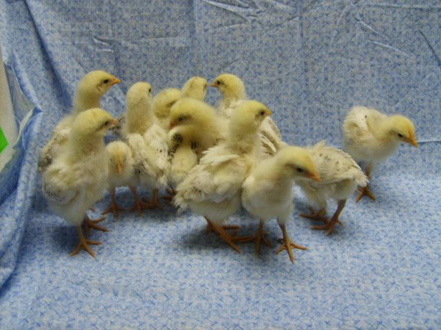 31282_delawares_11-23-09_at_17_days_old_016.jpg