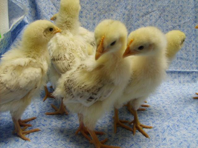 31282_delawares_11-23-09_at_17_days_old_024.jpg