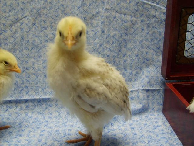 31282_delawares_11-23-09_at_17_days_old_025.jpg