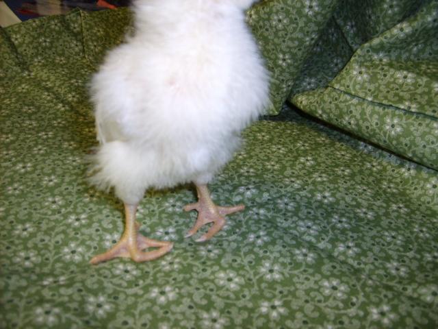 31282_delawares_11-23-09_at_17_days_old_033.jpg