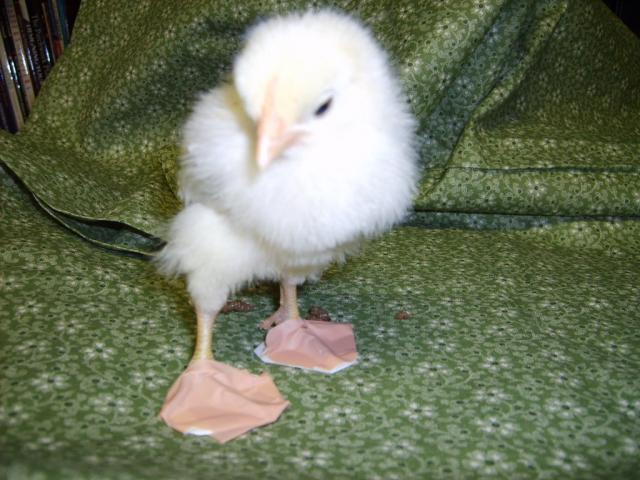 31282_delawares_11-23-09_at_17_days_old_034.jpg