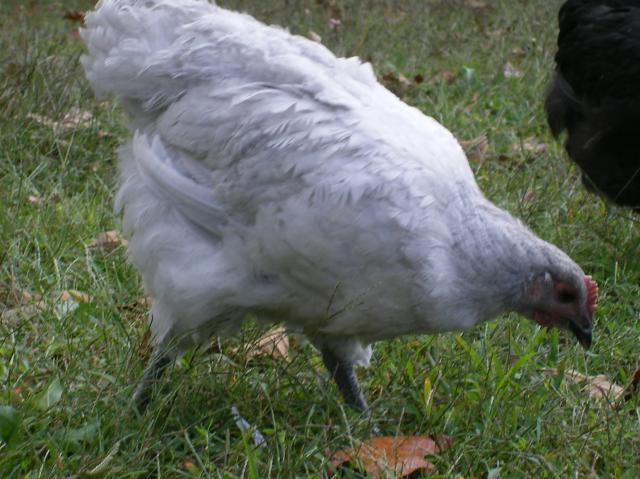 31282_dscf1203.jpg