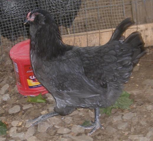 31282_dscf1254.jpg