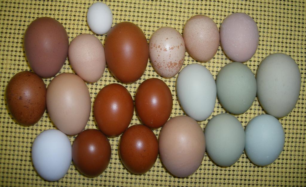 31282_eggs8-13-11.jpg