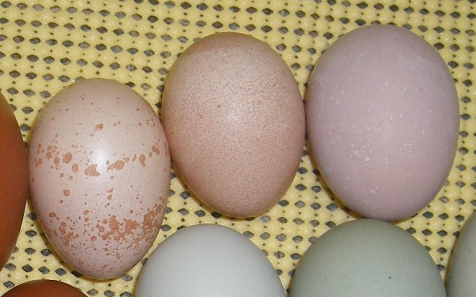 31282_eggs8-13-11a.jpg