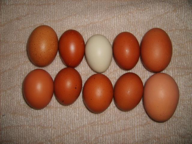 31282_eggs_3-09-10_001.jpg