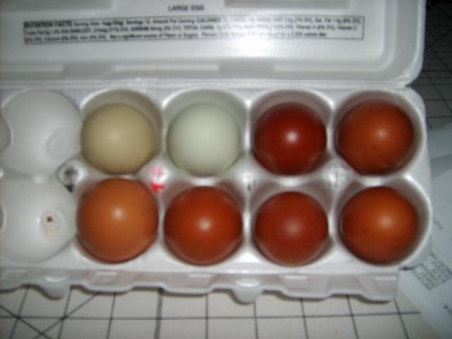 31282_eggs_3-12-10_002.jpg