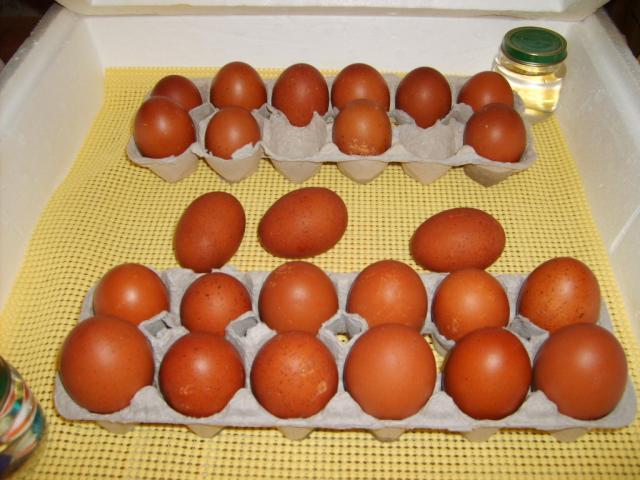 31282_eggs_lockdown_12-17-09_due_12-20-09.jpg