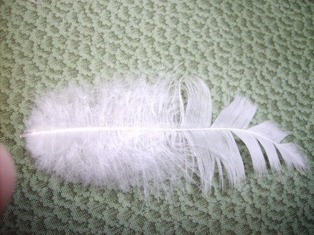 31282_feathers_004.jpg