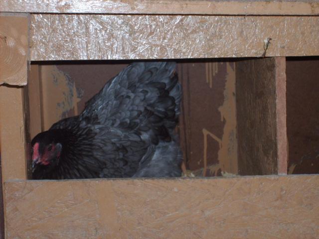 31282_first_olive_egg_4-10-10_002.jpg