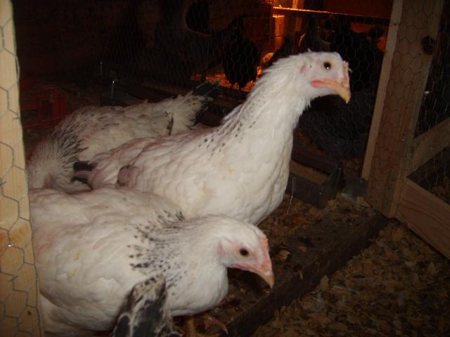 31282_flock_2-18-10_071.jpg