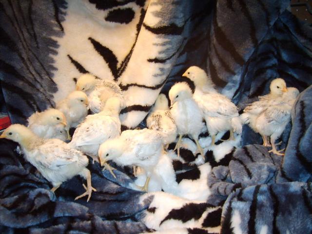 31282_halloween_hatch_chicks_growing_11-30-09_043.jpg