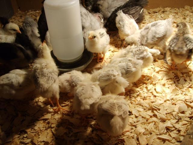 31282_halloween_hatch_chicks_on_11-25-09_013.jpg