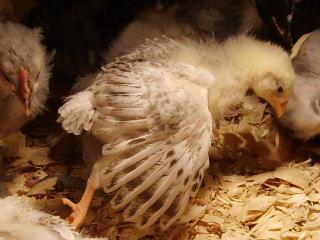 31282_halloween_hatch_chicks_on_11-25-09_104.jpg
