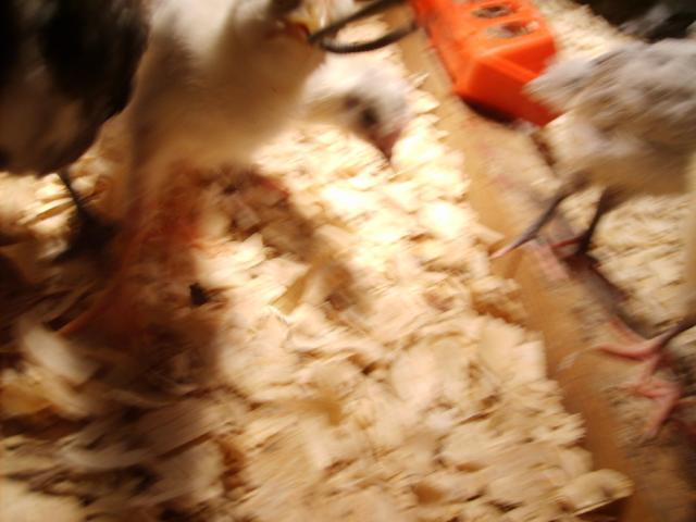 31282_halloween_hatch_chicks_on_11-25-09_128.jpg