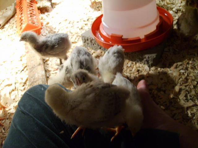 31282_halloween_hatch_chicks_on_11-25-09_138.jpg