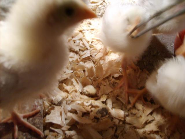 31282_halloween_hatch_chicks_on_11-25-09_140.jpg