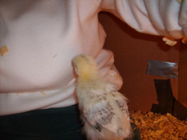 31282_halloween_hatch_chicks_on_11-25-09_142.jpg