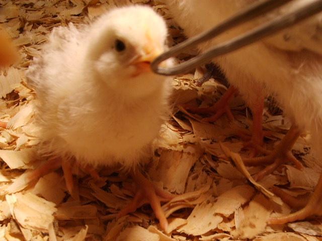 31282_halloween_hatch_chicks_on_11-25-09_162.jpg
