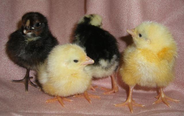 31282_icelandic_chicks_2-12-2011_004.jpg