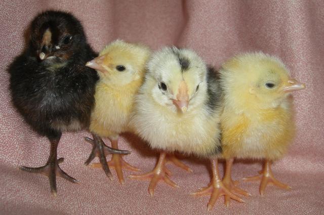 31282_icelandic_chicks_2-12-2011_005.jpg