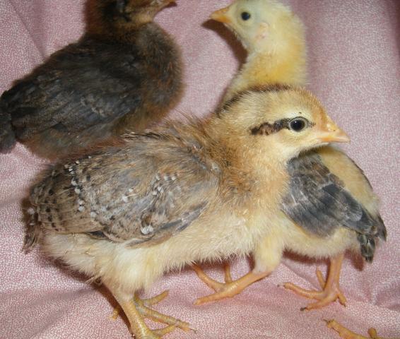 31282_icelandic_chicks_2-12-2011_012.jpg