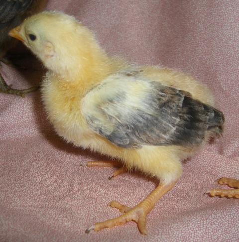 31282_icelandic_chicks_2-12-2011_013.jpg