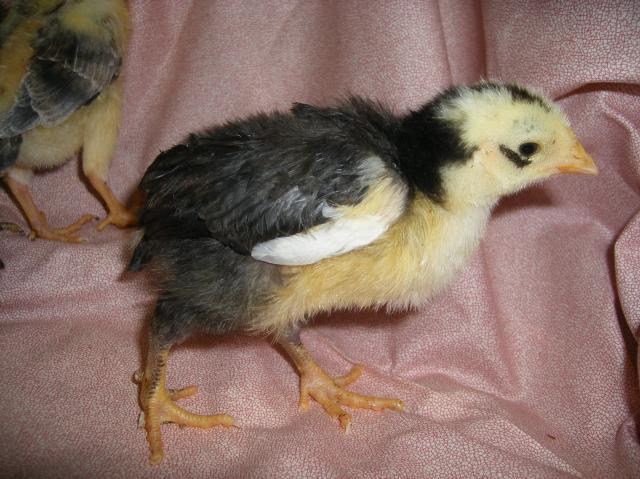 31282_icelandic_chicks_2-12-2011_014.jpg