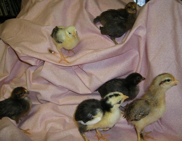 31282_icelandic_chicks_2-12-2011_028.jpg