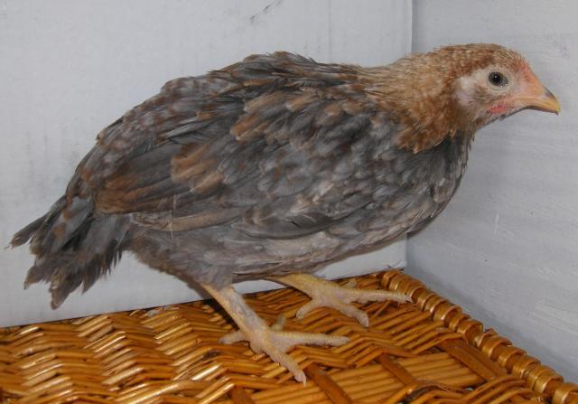 31282_icelandic_chicks_2-28-2011_009.jpg