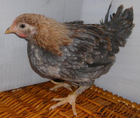 31282_icelandic_chicks_2-28-2011_011.jpg