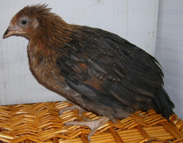 31282_icelandic_chicks_2-28-2011_015.jpg