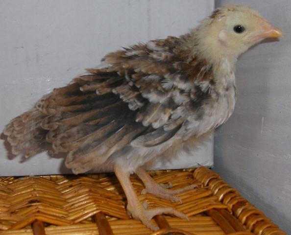 31282_icelandic_chicks_2-28-2011_018.jpg
