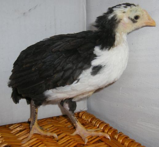 31282_icelandic_chicks_2-28-2011_031.jpg