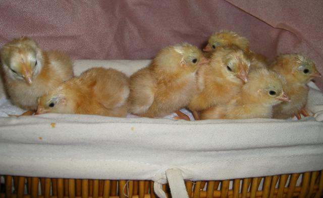 31282_icelandic_chicks_2-28-2011_043.jpg