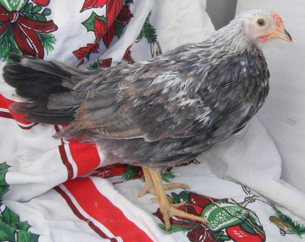 31282_icelandics_2-13-2011_002.jpg