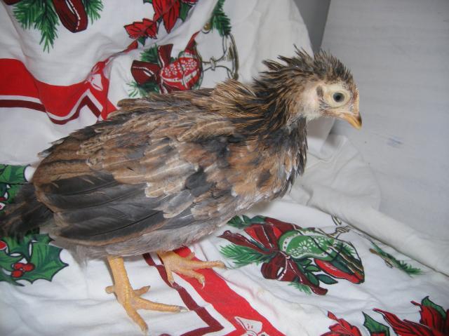 31282_icelandics_2-13-2011_004.jpg