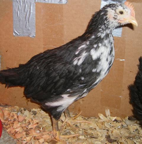 31282_icelandics_2-13-2011_010.jpg