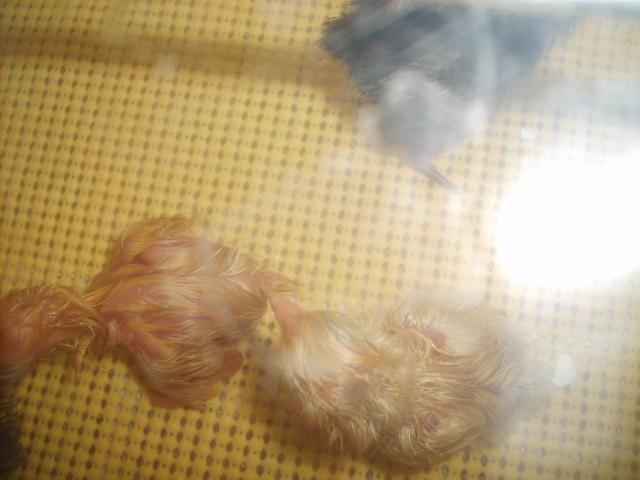 31282_icelandics_hatch_029.jpg