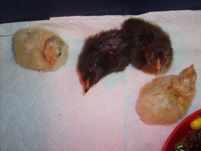 31282_icelandics_hatch_030.jpg
