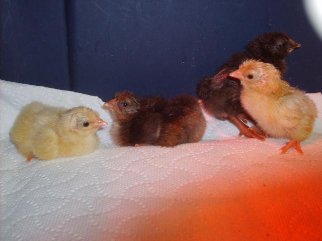31282_icelandics_hatch_037.jpg