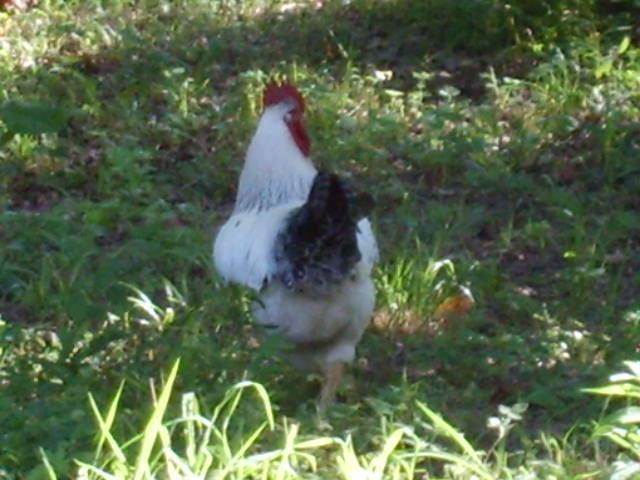 31282_july22010_055.jpg