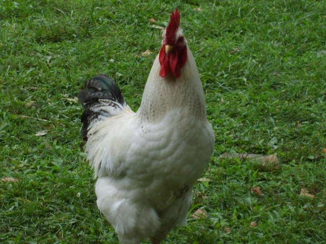31282_july6_2010_pic_085.jpg